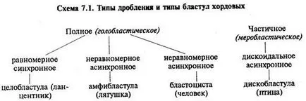 Торенето, неговите фази, биологичната естеството