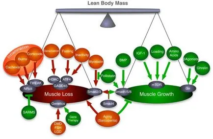 Отрицателните ефекти от загуба на мускулна маса - статии - CMT научния подход