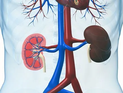 insuficiență renală acută și cronică, tulburări metabolice organism întreg