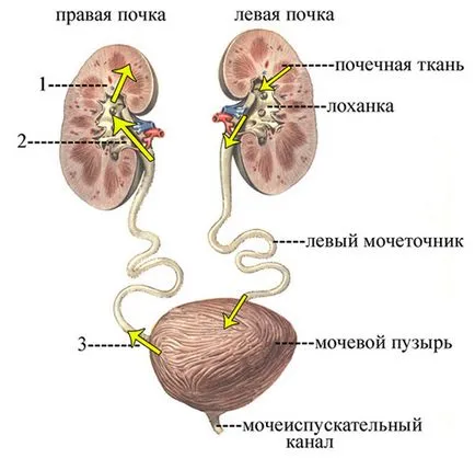 insuficiență renală acută și cronică, tulburări metabolice organism întreg