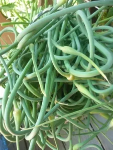 Pasta terjedését készült fokhagymás nyilak recept fotókkal