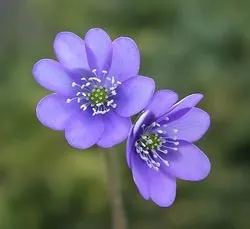 plantare Hepatica și de îngrijire, fotografie, se amestecă în design peisagistic, propagarea și cultivarea soiurilor