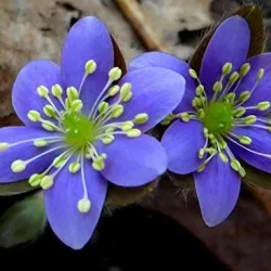 Hepatica засаждане и грижи, снимка, разбъркайте в ландшафтния дизайн, размножаване и отглеждане на сортовете