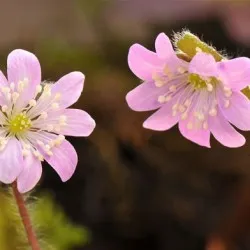 plantare Hepatica și de îngrijire, fotografie, se amestecă în design peisagistic, propagarea și cultivarea soiurilor