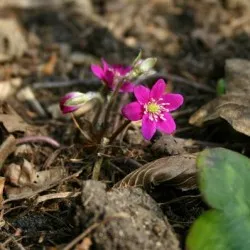 plantare Hepatica și de îngrijire, fotografie, se amestecă în design peisagistic, propagarea și cultivarea soiurilor