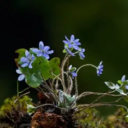 plantare Hepatica și de îngrijire, fotografie, se amestecă în design peisagistic, propagarea și cultivarea soiurilor