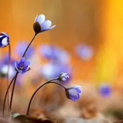 plantare Hepatica și de îngrijire, fotografie, se amestecă în design peisagistic, propagarea și cultivarea soiurilor