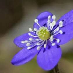 plantare Hepatica și de îngrijire, fotografie, se amestecă în design peisagistic, propagarea și cultivarea soiurilor