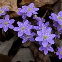 plantare Hepatica și de îngrijire, fotografie, se amestecă în design peisagistic, propagarea și cultivarea soiurilor