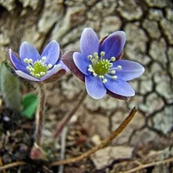 plantare Hepatica și de îngrijire, fotografie, se amestecă în design peisagistic, propagarea și cultivarea soiurilor