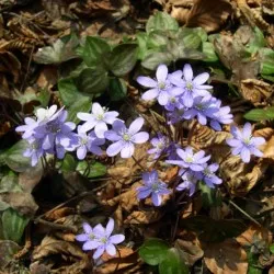 plantare Hepatica și de îngrijire, fotografie, se amestecă în design peisagistic, propagarea și cultivarea soiurilor