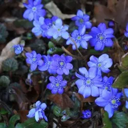 plantare Hepatica și de îngrijire, fotografie, se amestecă în design peisagistic, propagarea și cultivarea soiurilor