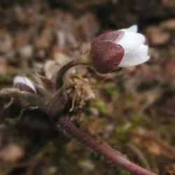 plantare Hepatica și de îngrijire, fotografie, se amestecă în design peisagistic, propagarea și cultivarea soiurilor