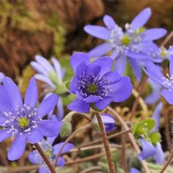 plantare Hepatica și de îngrijire, fotografie, se amestecă în design peisagistic, propagarea și cultivarea soiurilor