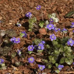 plantare Hepatica și de îngrijire, fotografie, se amestecă în design peisagistic, propagarea și cultivarea soiurilor