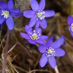 Hepatica засаждане и грижи, снимка, разбъркайте в ландшафтния дизайн, размножаване и отглеждане на сортовете