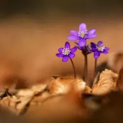 Hepatica засаждане и грижи, снимка, разбъркайте в ландшафтния дизайн, размножаване и отглеждане на сортовете