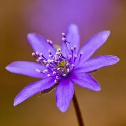 Hepatica засаждане и грижи, снимка, разбъркайте в ландшафтния дизайн, размножаване и отглеждане на сортовете