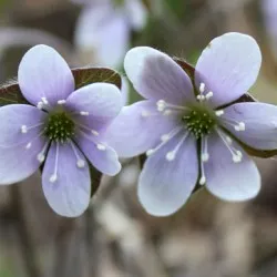 plantare Hepatica și de îngrijire, fotografie, se amestecă în design peisagistic, propagarea și cultivarea soiurilor