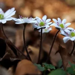 Hepatica засаждане и грижи, снимка, разбъркайте в ландшафтния дизайн, размножаване и отглеждане на сортовете