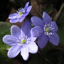 Hepatica засаждане и грижи, снимка, разбъркайте в ландшафтния дизайн, размножаване и отглеждане на сортовете