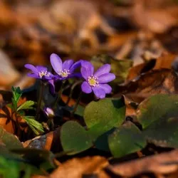 Hepatica засаждане и грижи, снимка, разбъркайте в ландшафтния дизайн, размножаване и отглеждане на сортовете