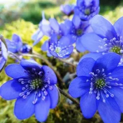 plantare Hepatica și de îngrijire, fotografie, se amestecă în design peisagistic, propagarea și cultivarea soiurilor