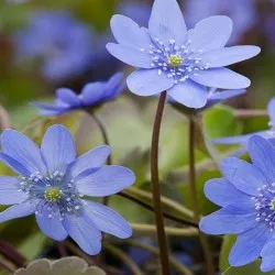 plantare Hepatica și de îngrijire, fotografie, se amestecă în design peisagistic, propagarea și cultivarea soiurilor