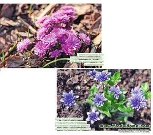 Hepatica (foto) de plantare și îngrijire de plante, site-ul de grădină, cabana și plante de apartament