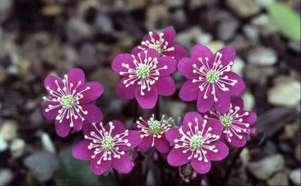 plantare Hepatica și de îngrijire, fotografie, se amestecă în design peisagistic, propagarea și cultivarea soiurilor