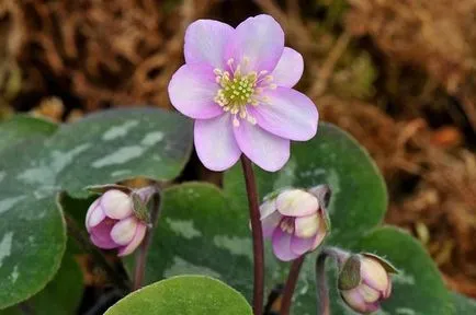 plantare Hepatica și de îngrijire, fotografie, se amestecă în design peisagistic, propagarea și cultivarea soiurilor