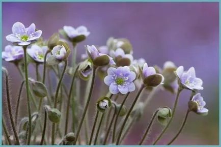 plantare Hepatica și de îngrijire, fotografie, se amestecă în design peisagistic, propagarea și cultivarea soiurilor