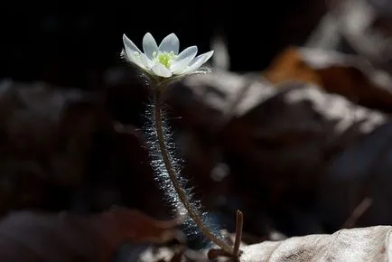 plantare Hepatica și de îngrijire, fotografie, se amestecă în design peisagistic, propagarea și cultivarea soiurilor