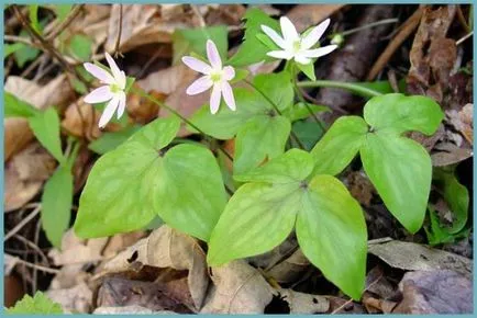 plantare Hepatica și de îngrijire, fotografie, se amestecă în design peisagistic, propagarea și cultivarea soiurilor