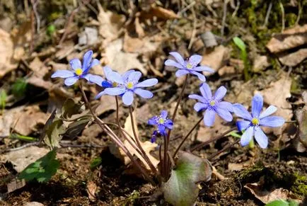 plantare Hepatica și de îngrijire, fotografie, se amestecă în design peisagistic, propagarea și cultivarea soiurilor