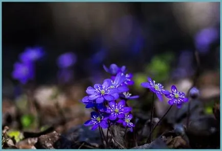 plantare Hepatica și de îngrijire, fotografie, se amestecă în design peisagistic, propagarea și cultivarea soiurilor