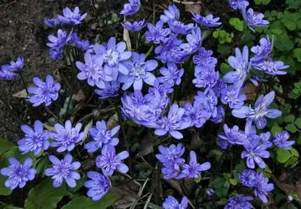 Hepatica - ültetés és gondozás