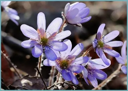 plantare Hepatica și de îngrijire, fotografie, se amestecă în design peisagistic, propagarea și cultivarea soiurilor