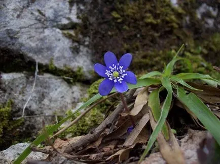 Hepatica засаждане и грижи, снимка, разбъркайте в ландшафтния дизайн, размножаване и отглеждане на сортовете