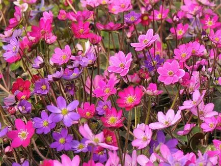 plantare Hepatica și de îngrijire, fotografie, se amestecă în design peisagistic, propagarea și cultivarea soiurilor