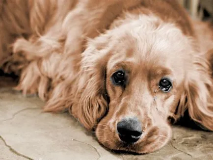 Списък на най-отровни растения за кучета и как да се помогне на вашия домашен любимец, в случай на отравяне микроби от живота