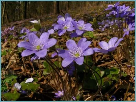 plantare Hepatica și de îngrijire, fotografie, se amestecă în design peisagistic, propagarea și cultivarea soiurilor