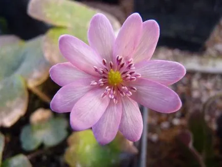 plantare Hepatica și de îngrijire, fotografie, se amestecă în design peisagistic, propagarea și cultivarea soiurilor