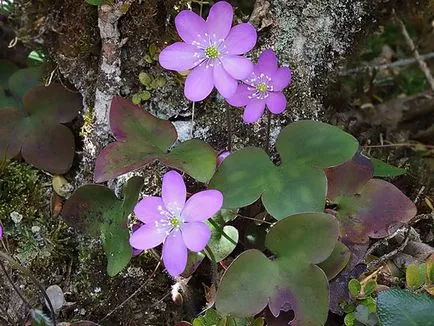 Hepatica засаждане и грижи, снимка, разбъркайте в ландшафтния дизайн, размножаване и отглеждане на сортовете