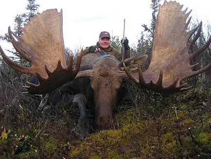 Moose vadászat Magyarországon - vadászat - szól a vadászat, fegyvereket és vadász felszerelés