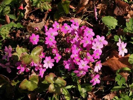 plantare Hepatica și de îngrijire, fotografie, se amestecă în design peisagistic, propagarea și cultivarea soiurilor