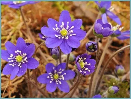 plantare Hepatica și de îngrijire, fotografie, se amestecă în design peisagistic, propagarea și cultivarea soiurilor