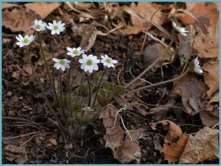 plantare Hepatica și de îngrijire, fotografie, se amestecă în design peisagistic, propagarea și cultivarea soiurilor