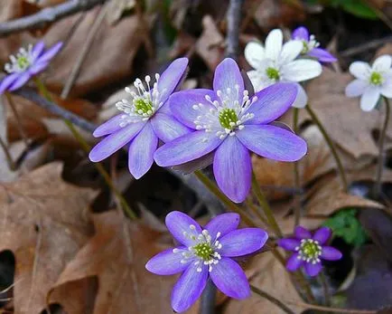 Hepatica засаждане и грижи, снимка, разбъркайте в ландшафтния дизайн, размножаване и отглеждане на сортовете