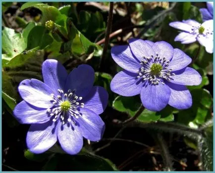 plantare Hepatica și de îngrijire, fotografie, se amestecă în design peisagistic, propagarea și cultivarea soiurilor